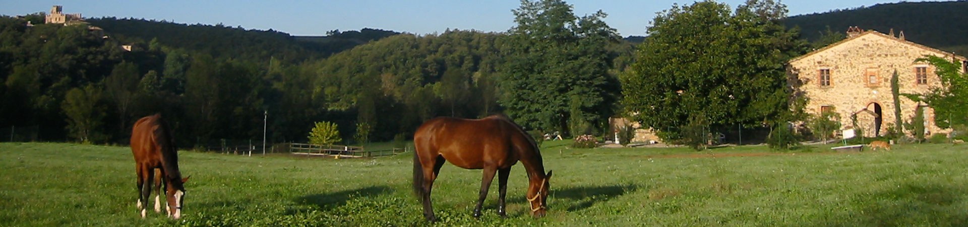 Grasende Pferde vor Haus